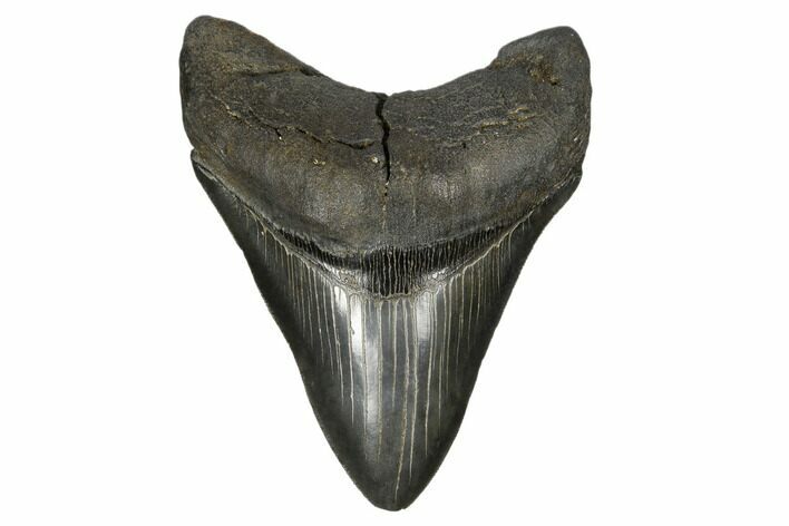 Serrated, Fossil Megalodon Tooth - South Carolina #173893